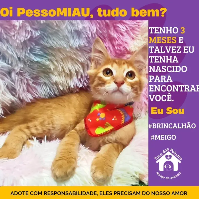 Gato ra a SRD-ViraLata idade 2 a 6 meses nome thor