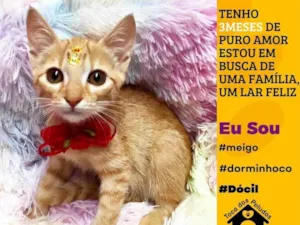 Gato raça SRD-ViraLata idade 2 a 6 meses nome estrela