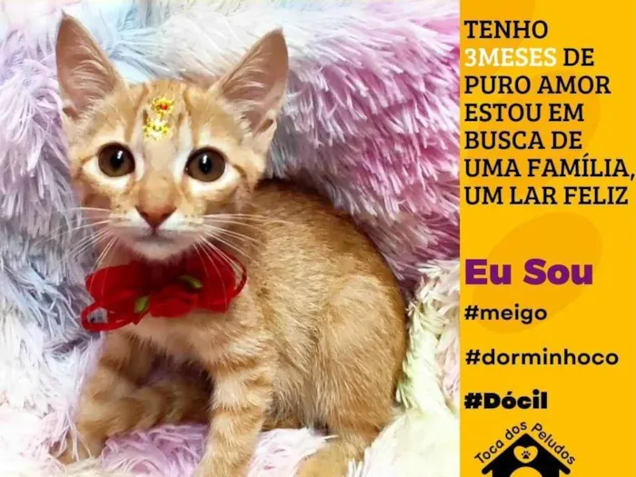 Gato ra a SRD-ViraLata idade 2 a 6 meses nome estrela