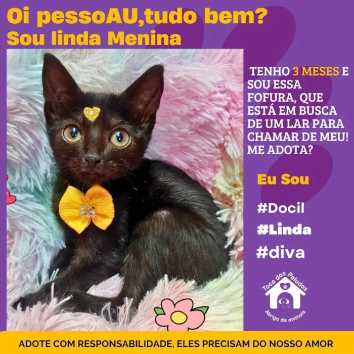 Gato ra a SRD-ViraLata idade 2 a 6 meses nome menina