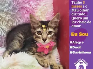 Gato raça SRD-ViraLata idade 2 a 6 meses nome lulu