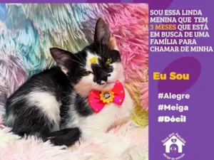 Gato raça SRD-ViraLata idade 2 a 6 meses nome susan