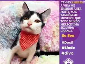 Gato raça SRD-ViraLata idade 2 a 6 meses nome vandinho