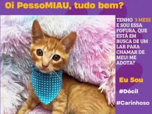 Gato raça SRD-ViraLata idade 2 a 6 meses nome biscoito