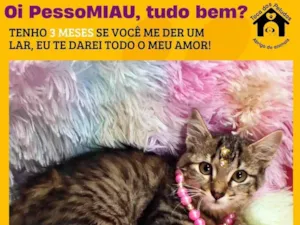 Gato raça SRD-ViraLata idade 2 a 6 meses nome clauclau