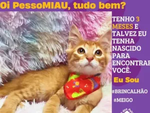 Gato raça SRD-ViraLata idade 2 a 6 meses nome thor