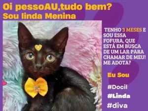 Gato raça SRD-ViraLata idade 2 a 6 meses nome menina