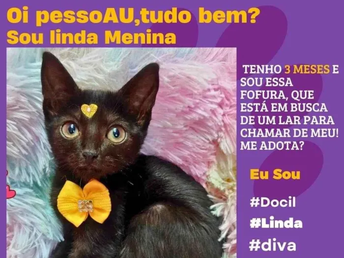 Gato ra a SRD-ViraLata idade 2 a 6 meses nome menina