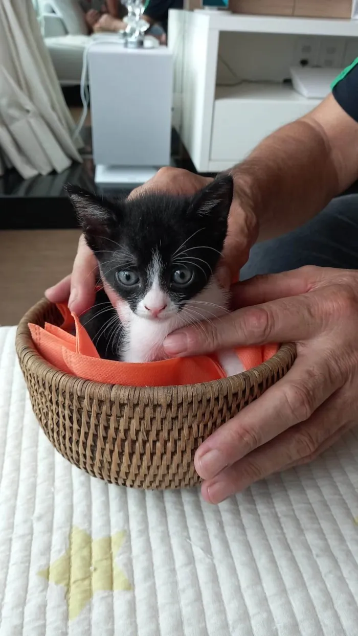 Gato ra a SRD-ViraLata idade Abaixo de 2 meses nome Duplinha felina