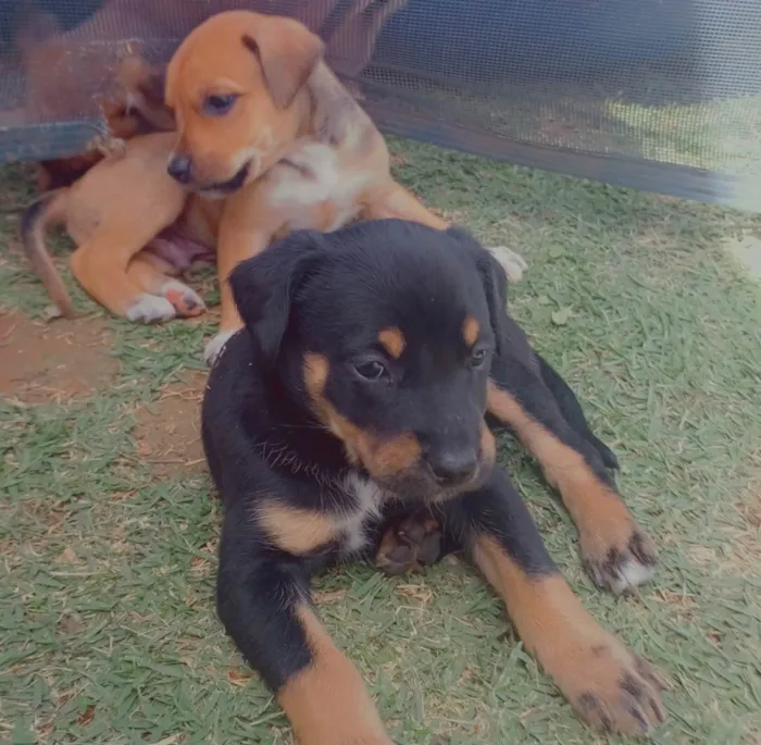 Cachorro ra a SRD-ViraLata idade Abaixo de 2 meses nome Lilian, Biloca ,Atena e Seya