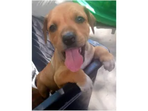 Cachorro raça SRD-ViraLata idade Abaixo de 2 meses nome Lilian, Biloca ,Atena e Seya