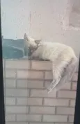 morgana