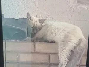 Gato raça SRD-ViraLata idade 7 a 11 meses nome morgana 