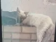 morgana