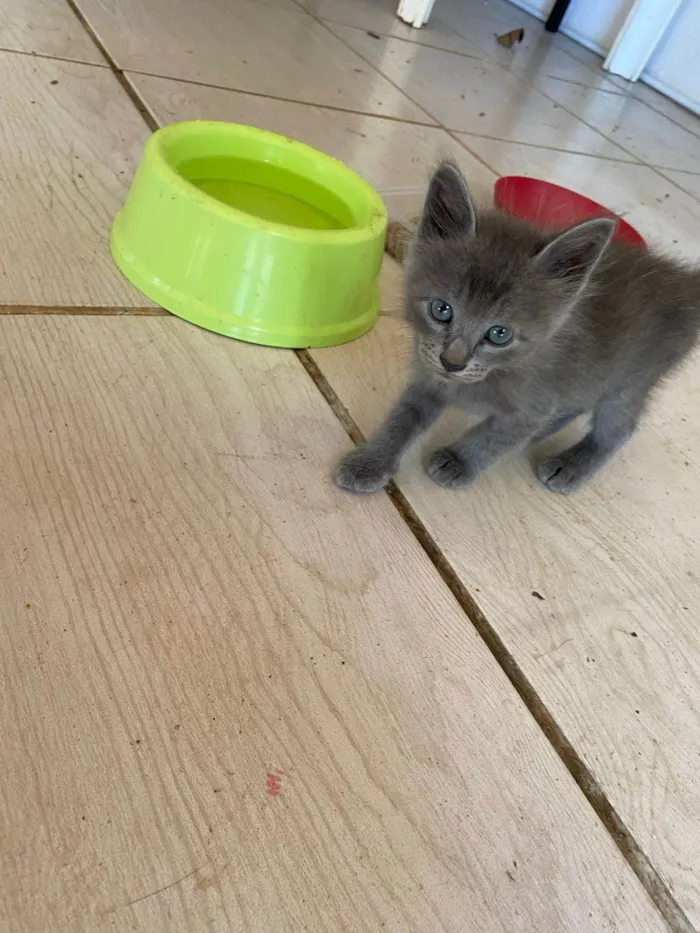 Gato ra a Exótico idade Abaixo de 2 meses nome Russo azul peludo adocao