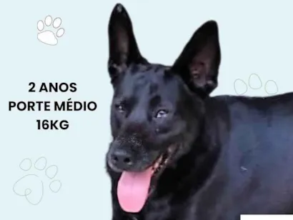 Cachorro raça SRD-ViraLata idade 2 anos nome Duke