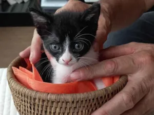 Gato raça SRD-ViraLata idade Abaixo de 2 meses nome Duplinha felina