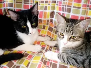 Gato raça SRD-ViraLata idade 1 ano nome Trio felino