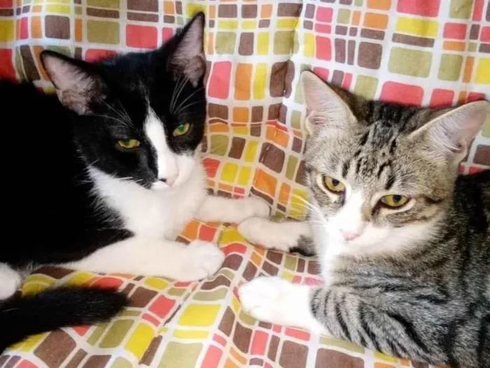 Gato ra a SRD-ViraLata idade 1 ano nome Trio felino