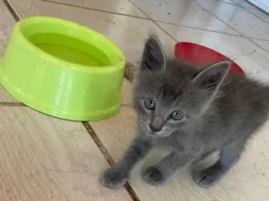 Gato raça Exótico idade Abaixo de 2 meses nome Russo azul peludo adocao