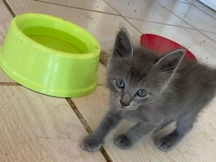 Gato ra a Exótico idade Abaixo de 2 meses nome Russo azul peludo adocao