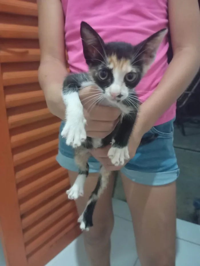 Gato ra a SRD-ViraLata idade 2 a 6 meses nome Sem nome