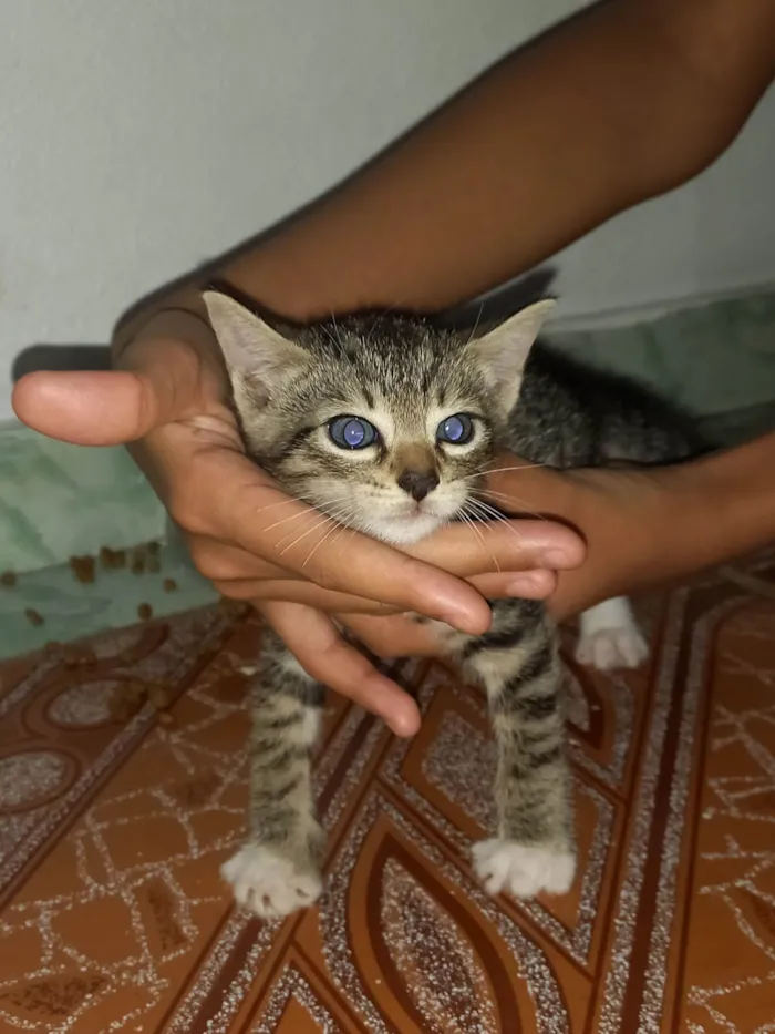 Gato ra a SRD-ViraLata idade Abaixo de 2 meses nome Não tem