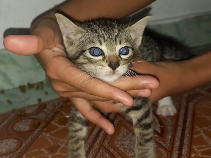 Gato ra a SRD-ViraLata idade Abaixo de 2 meses nome Não tem