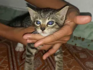 Gato raça SRD-ViraLata idade Abaixo de 2 meses nome Não tem