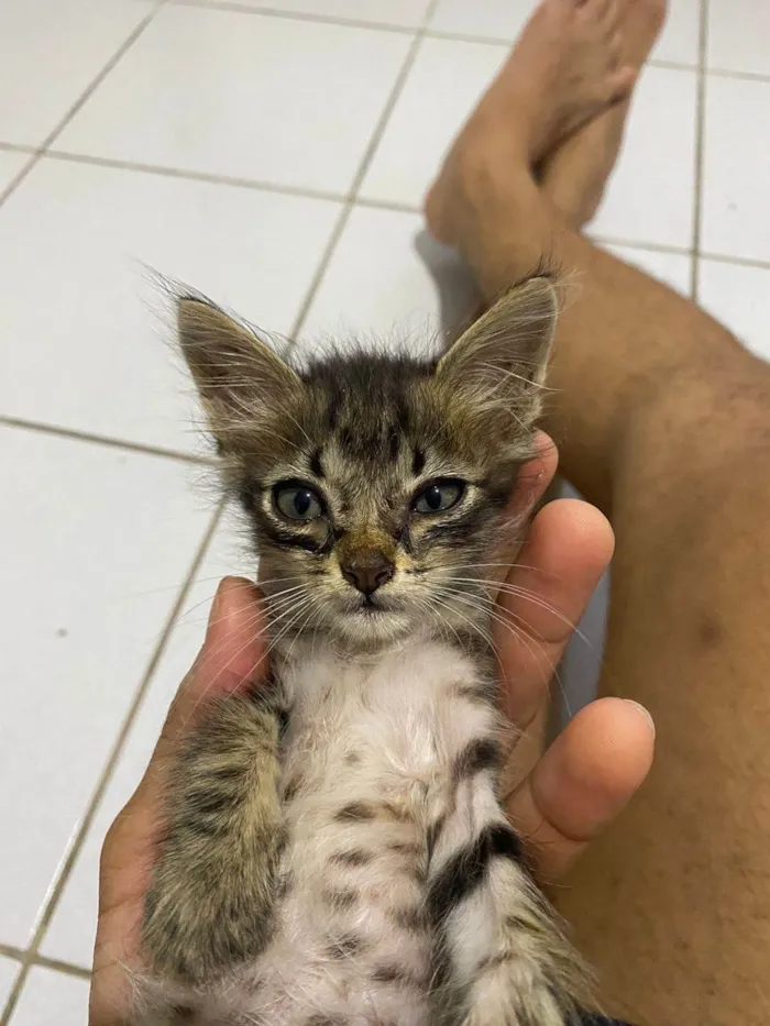 Gato ra a SRD-ViraLata idade Abaixo de 2 meses nome Nina