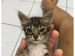 Gato raça SRD-ViraLata idade Abaixo de 2 meses nome Nina