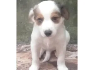 Cachorro raça SRD-ViraLata idade 2 a 6 meses nome Filhotes 03 