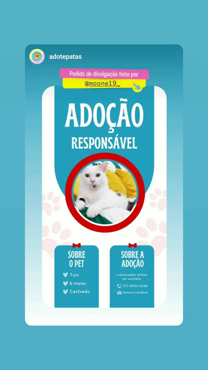 Gato ra a SRD-ViraLata idade 2 a 6 meses nome Tom