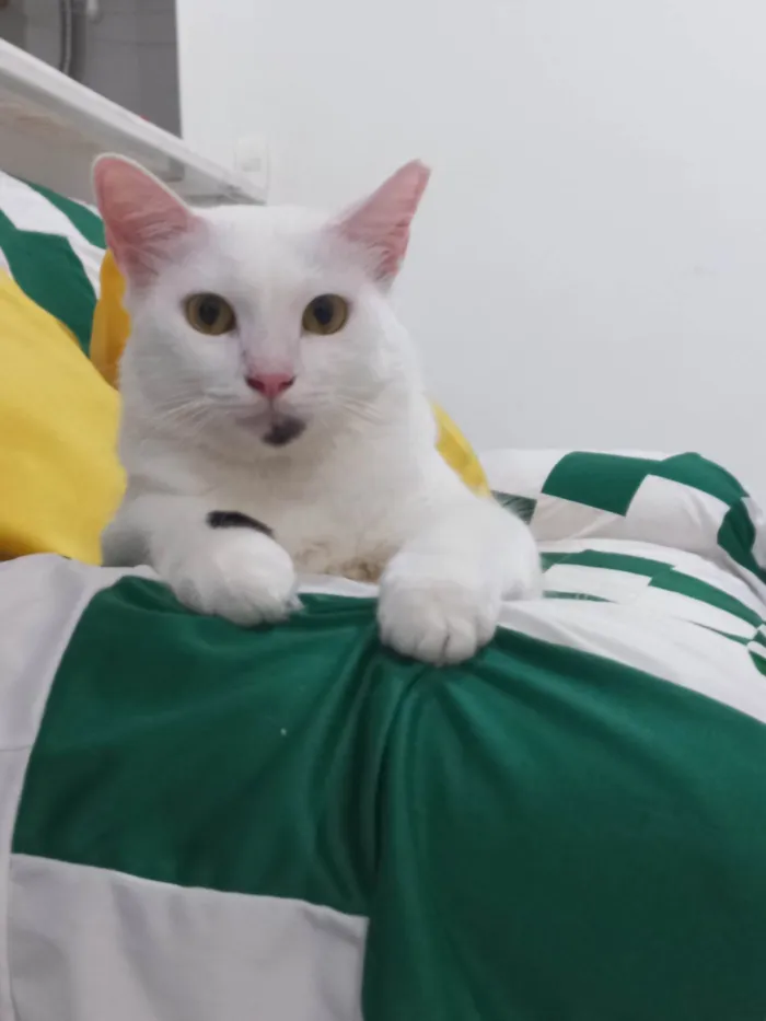 Gato ra a SRD-ViraLata idade 2 a 6 meses nome Tom