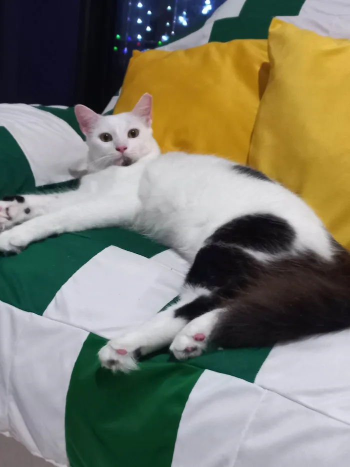 Gato ra a SRD-ViraLata idade 2 a 6 meses nome Tom