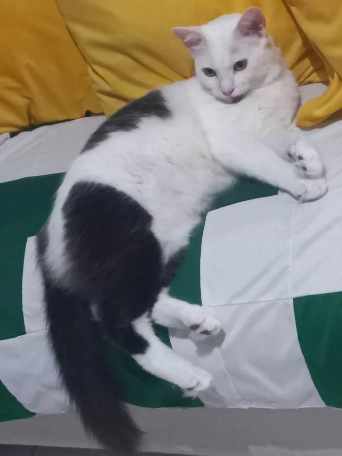 Gato ra a SRD-ViraLata idade 2 a 6 meses nome Tom