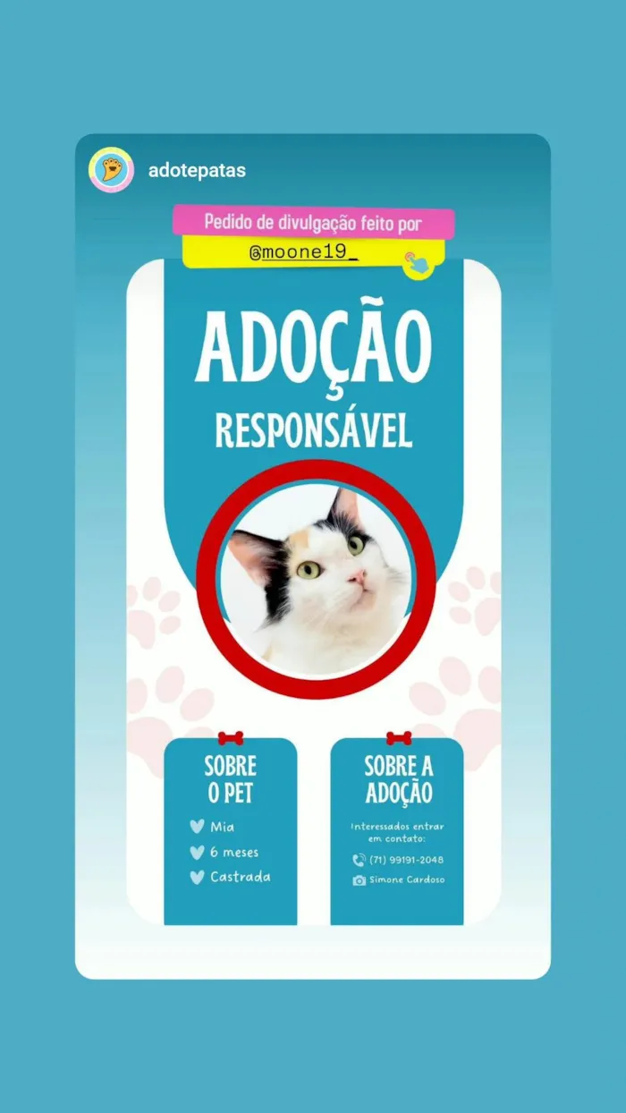 Gato ra a SRD-ViraLata idade 2 a 6 meses nome Mia