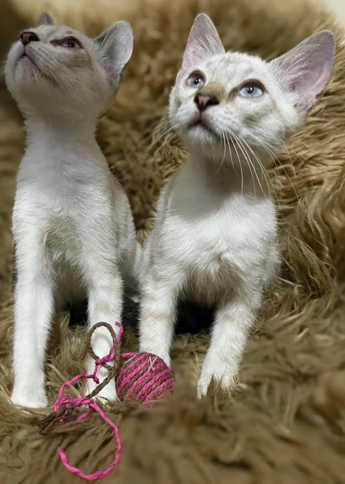 Gato ra a SRD-ViraLata idade 2 a 6 meses nome Angela e Marrie