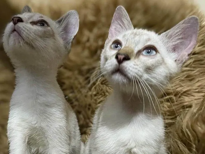 Gato ra a SRD-ViraLata idade 2 a 6 meses nome Eles não tem nome ainda 