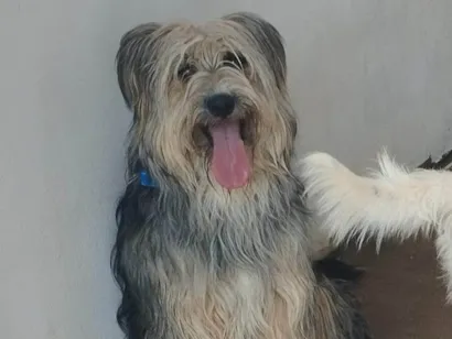 Cachorro raça SRD-ViraLata idade 3 anos nome Chorão 