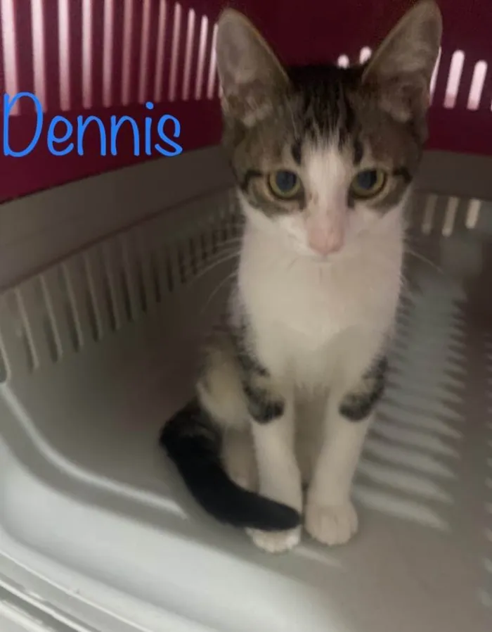 Gato ra a SRD-ViraLata idade 2 a 6 meses nome Dennis