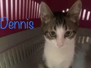 Gato raça SRD-ViraLata idade 2 a 6 meses nome Dennis