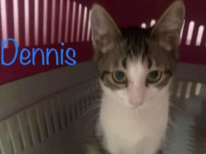 Gato ra a SRD-ViraLata idade 2 a 6 meses nome Dennis