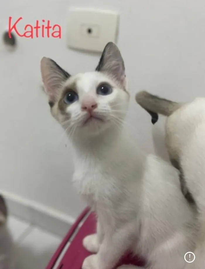 Gato ra a SRD-ViraLata idade Abaixo de 2 meses nome Katita