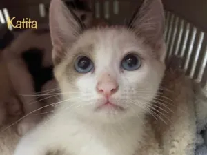 Gato raça SRD-ViraLata idade Abaixo de 2 meses nome Katita