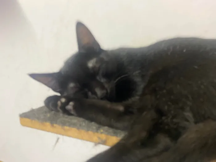 Gato ra a SRD-ViraLata idade 2 a 6 meses nome Feijoada