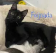 Feijoada