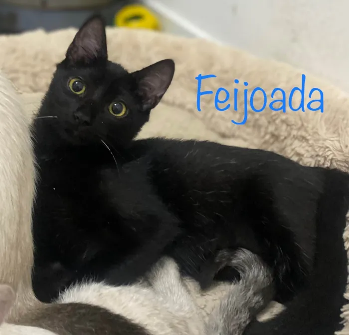 Gato ra a SRD-ViraLata idade 2 a 6 meses nome Feijoada