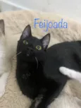 Feijoada