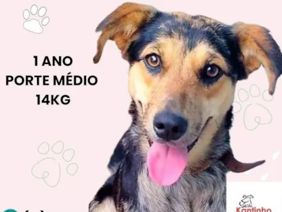 Cachorro raça SRD-ViraLata idade 1 ano nome Nina